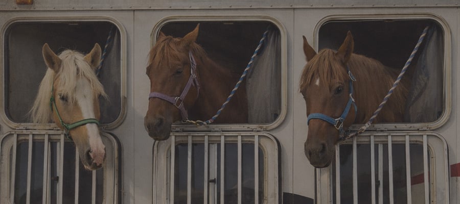 Horses